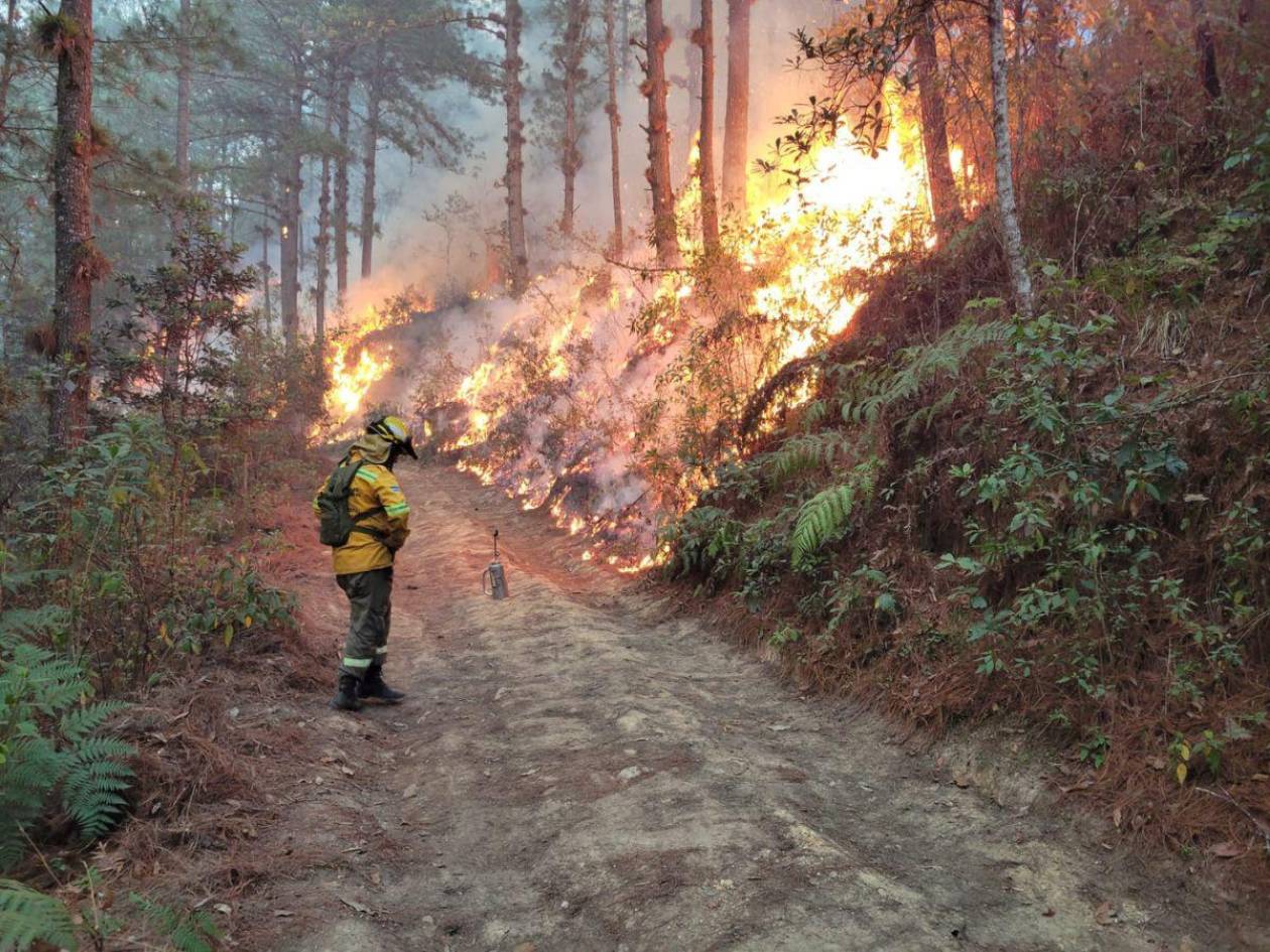 Adoptan estrategias para reducir incendios en áreas protegidas de Francisco Morazán