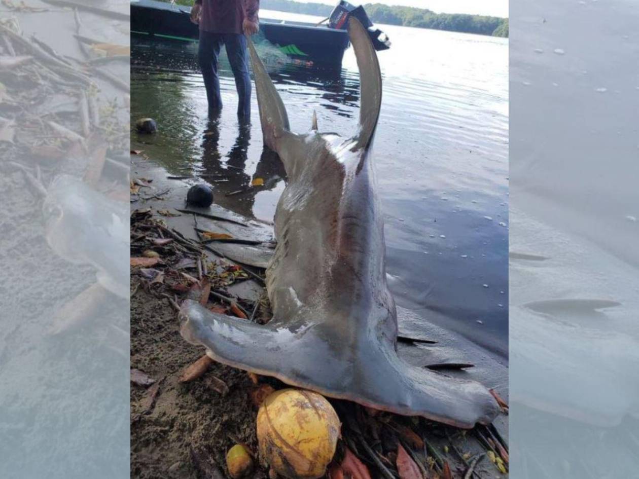 Atrapan tiburón martillo en las playas de Tela, tras recientes ataques