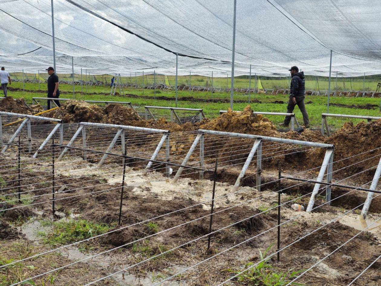 Instituto de Conservación apuesta por café para restaurar bosques de Honduras