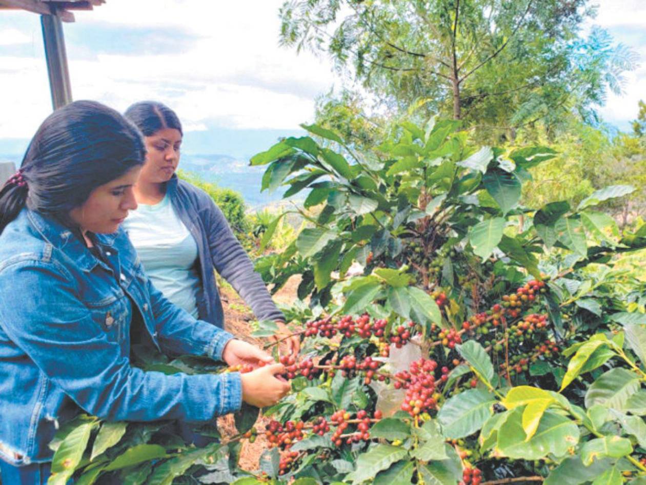 Iniciativa busca mejorar productividad de la caficultura en Centroamérica