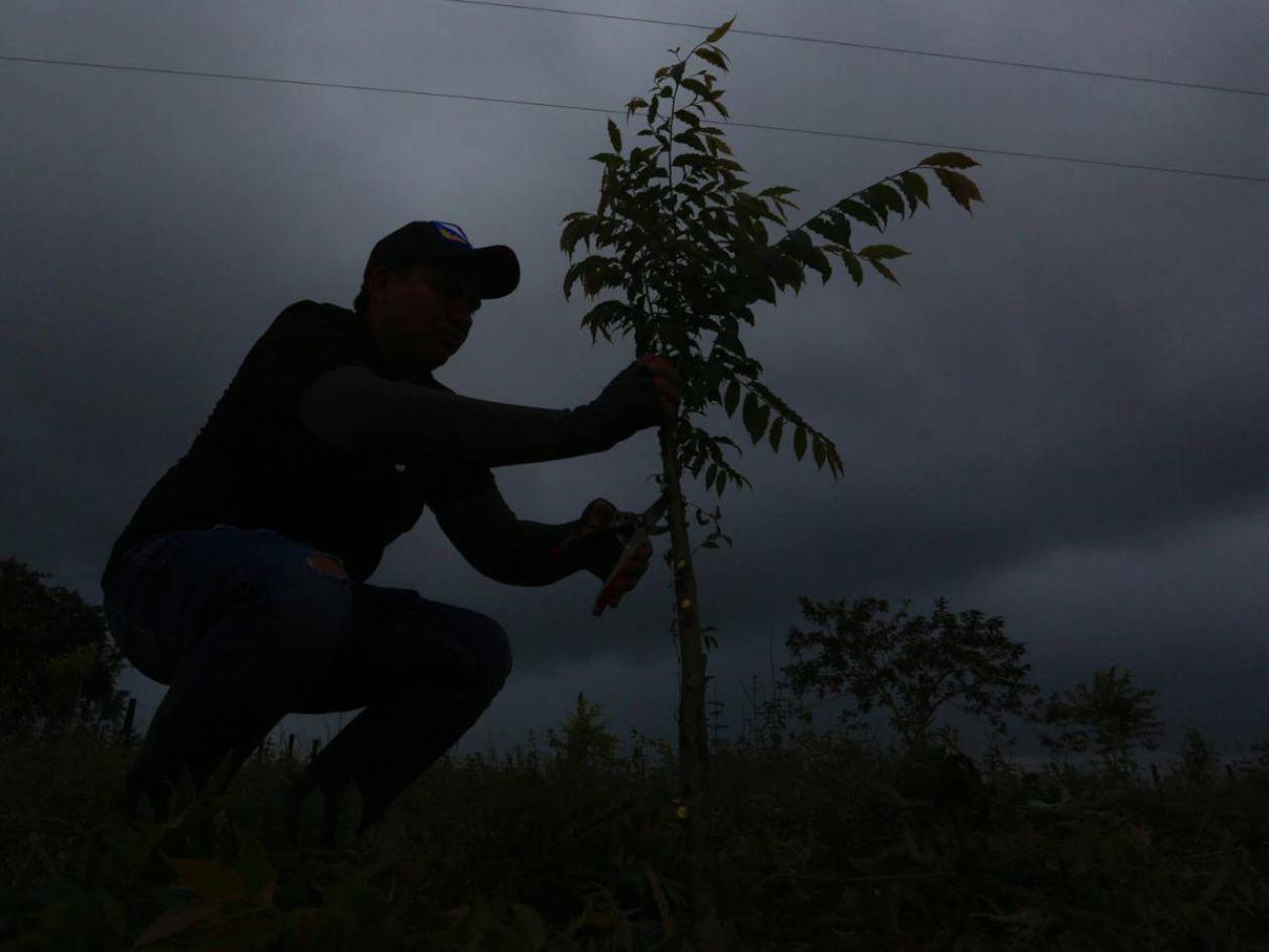 Unión Europea apoya a Honduras en implementación del reglamento sobre deforestación