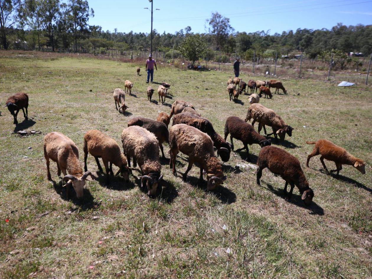 Un paseo histórico entre las ovejas de tierra lenca de Lepaterique