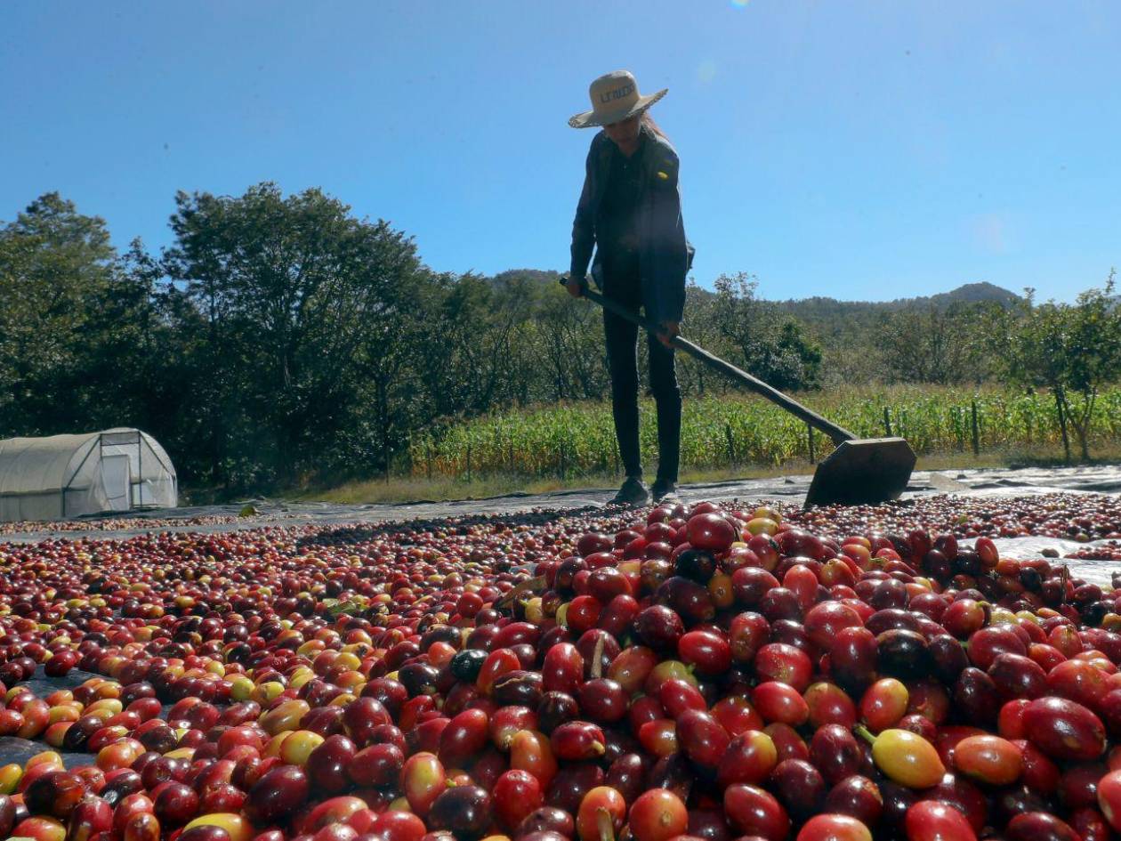 Honduras exportará 527 contenedores con 10,000 toneladas de café a China