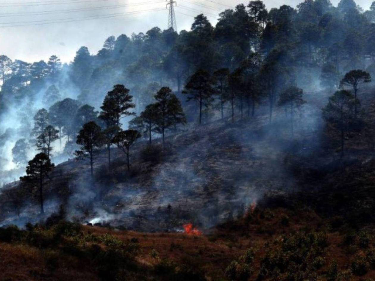 Tres millones de hectáreas de bosque están susceptibles a incendios este 2025