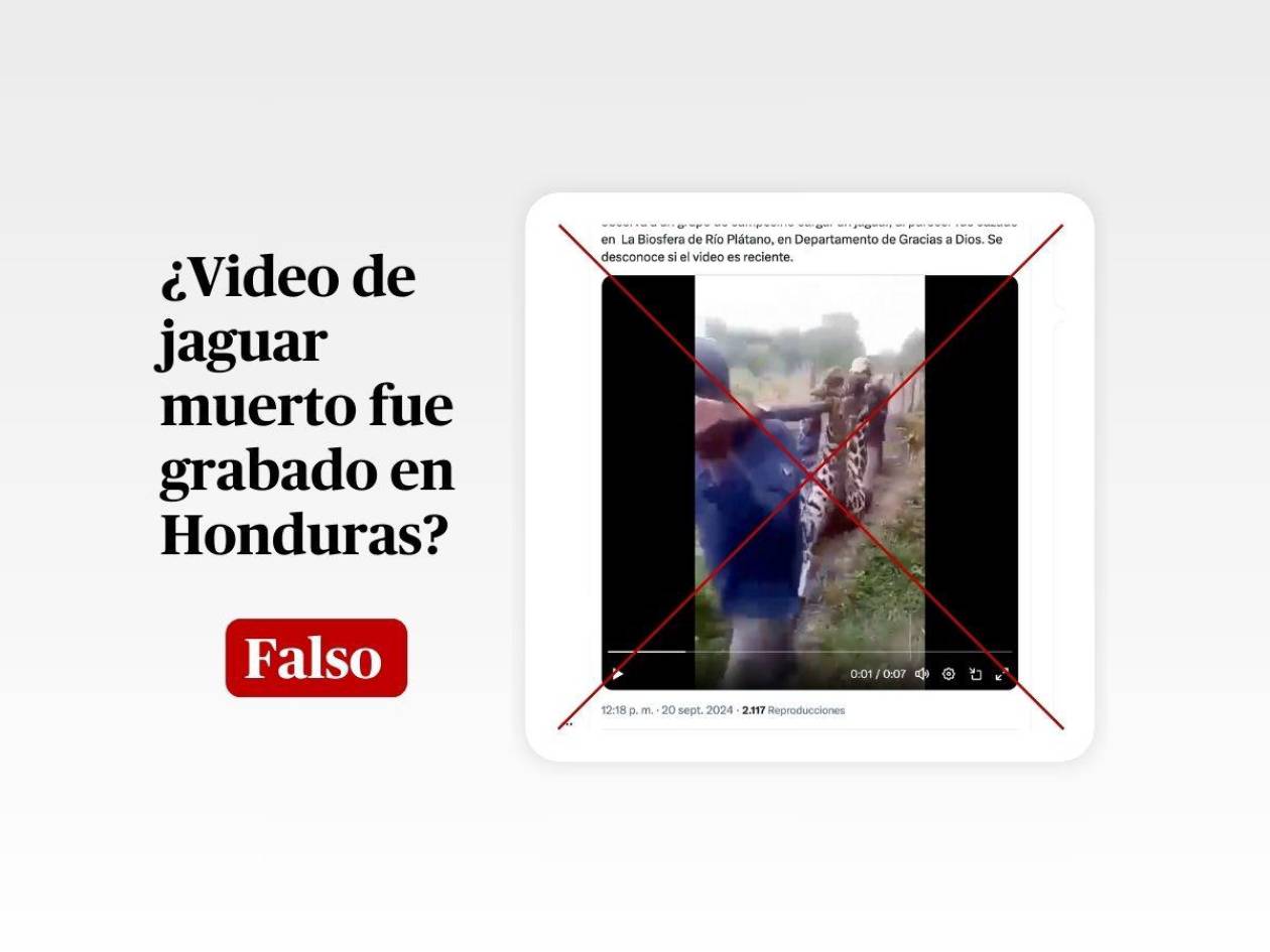 Video de un jaguar muerto fue grabado en Venezuela, no en la Biósfera del Río Plátano