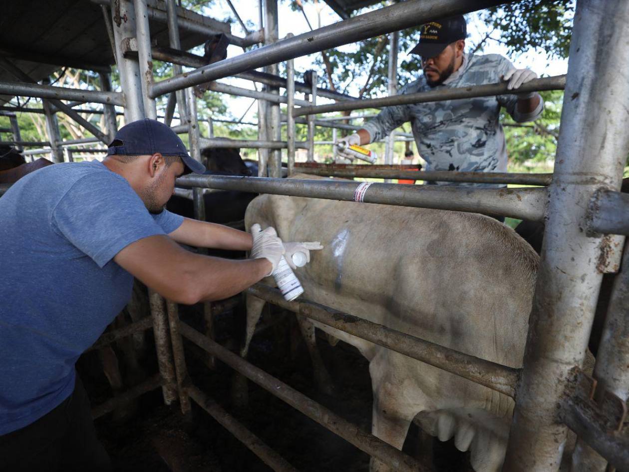 Gusano barrenador ataca ganado en Honduras y amenaza exportaciones