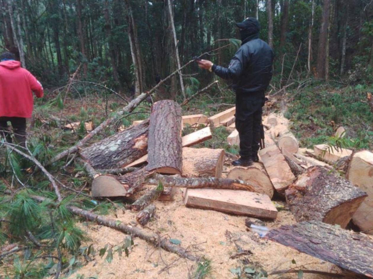 Denuncias a diario se reportan por tala ilegal del bosque en Lepaterique