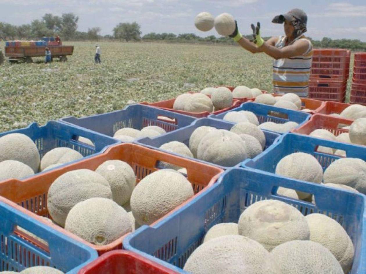 Exportación hondureña de melón bajará 15% y 20% en la cosecha 2024-2025