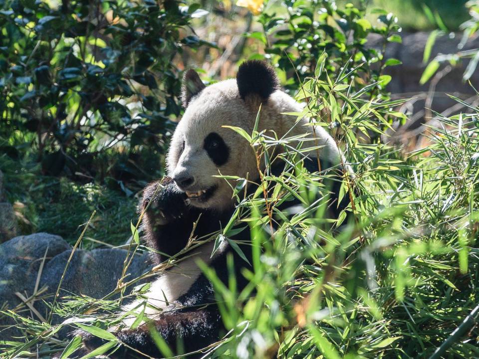 Se ha promovido la renta de pandas por zoológicos como manera de proteger la especie. Un panda en el Zoológico de San Diego.