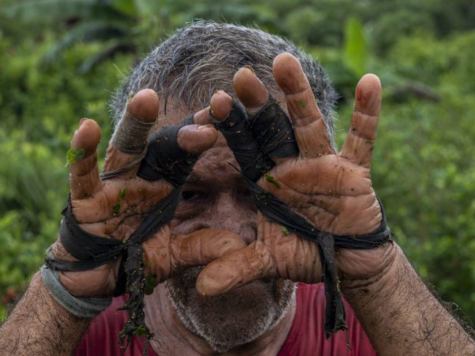 Un trabajador con los dedos envueltos en tela para protegerlos al cosechar hojas de coca en Caño Cabra, Colombia.