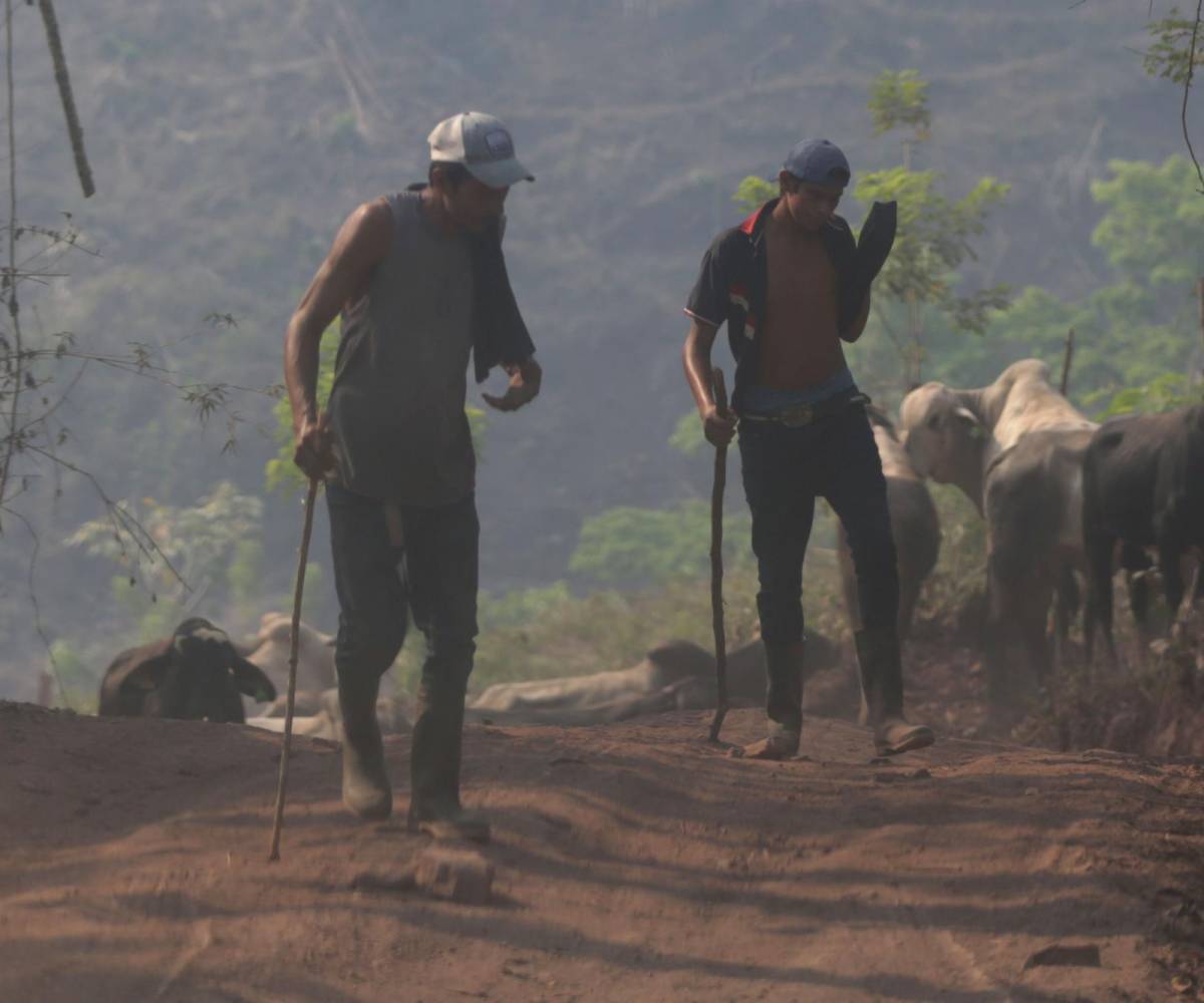 Ganaderos de Olancho y Gracias a Dios reunidos por desalojos violentos del Plan Cero Deforestación 2029