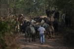 La Unidad Investigativa de EL HERALDO Plus constató que miles de cabezas de ganado ya se encuentran en el interior de la zona núcleo de la Reserva de la Biósfera del Río Plátano.