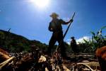 Los productores este año han perdido hasta la semilla, debido a que sembraron varias veces esperando las lluvias, que han sido escasas debido al fenómeno de El Niño.