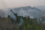 Grandes daños deja el incendio en los bosques a a cercanías de Joya Grande.