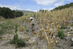 La agricultura en Honduras sigue golpeada por las agresivas sequías año tras año. Los agricultores reportan millonarias pérdidas.