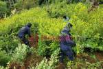 Enormes plantaciones de coca han identificado las autoridades en el país.