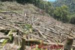 La Biósfera del Río Plátano, en La Mosquitia, es una de las zonas protegidas más afectadas por la deforestación. El poco acceso de las autoridades al lugar agudiza la situación.