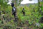 Las Fuerzas Armadas de Honduras (FF AA) a destruidos miles de hectáreas de plantaciones de hojas de coca