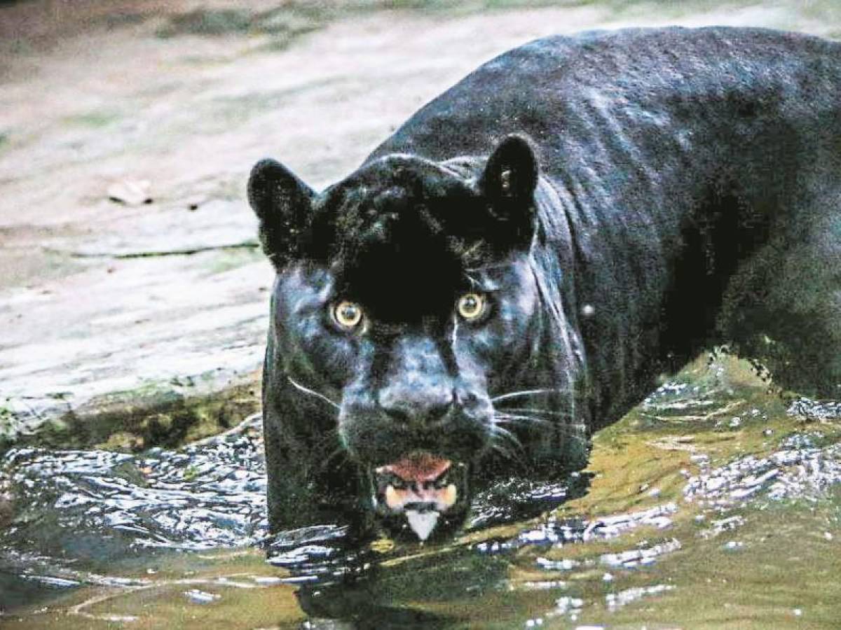 Negrón llegó al Rosy Walther en 2018, fue rescatado por el Instituto de Conservación Forestal.