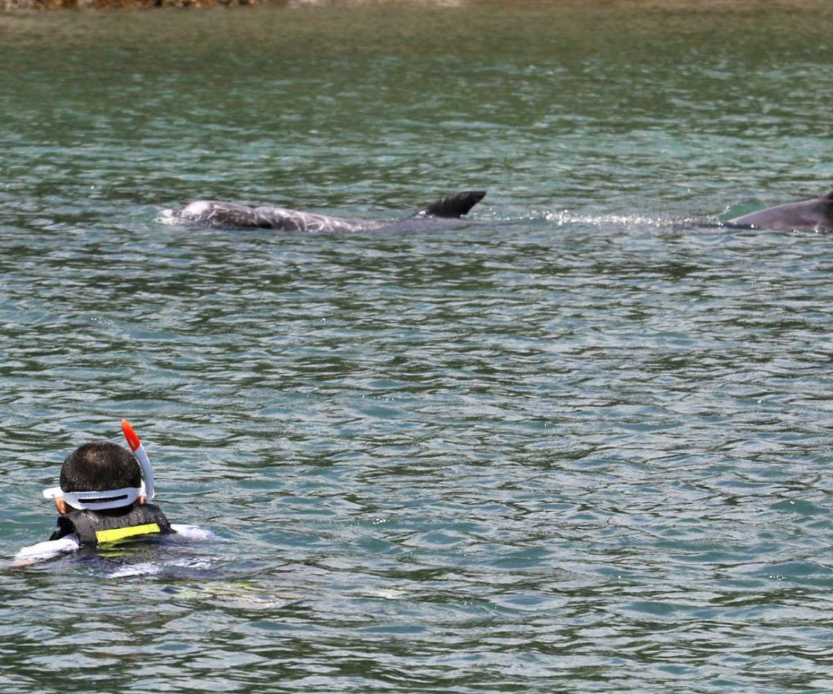 Ataques de delfines en playas niponas arruinan verano de turistas