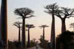 Los baobabs pueden vivir miles de años, lo que contribuye a su lugar destacado en la cultura y el arte. Una arboleda cerca de Morondava, Madagascar. (Baz Ratner/Reuters)