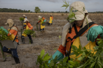 Trabajadores de restauración forestal inspeccionan plántulas en un proyecto de Mombak en Mãe do Rio, Brasil. (Victor Moriyama para the New York Times)