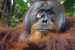Científicos observaron a un orangután llamado Rakus aplicar hojas masticadas de una planta a una herida en su cara.