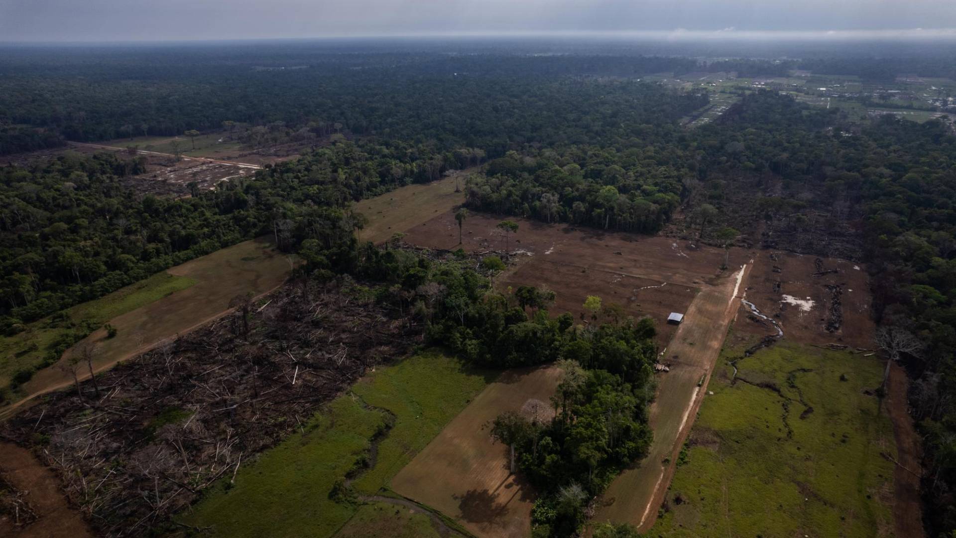 $!Líderes de Wanderland dijeron que partes del bosque fueron taladas para sus colonias, pero niegan haber actuado mal.