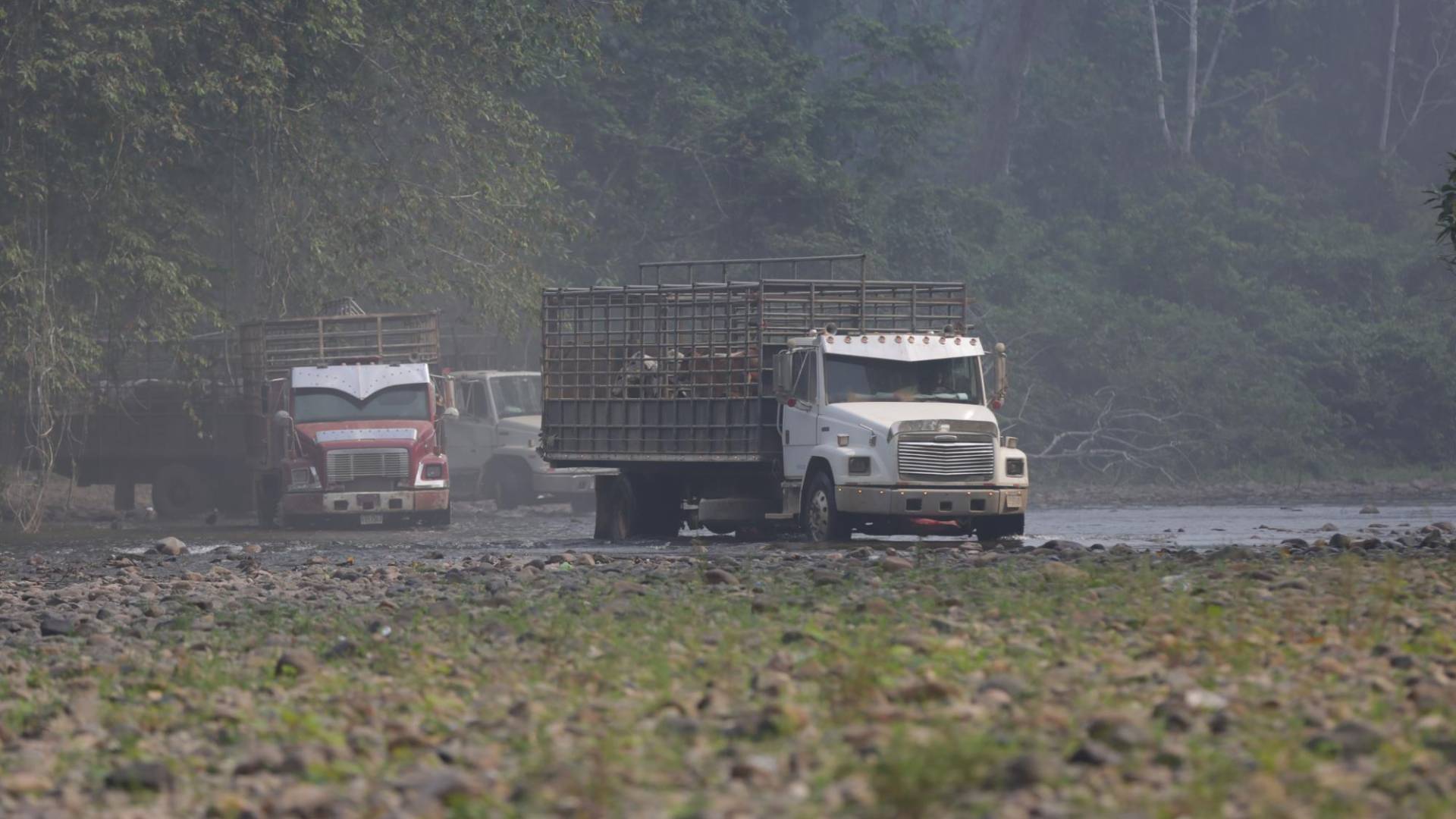 $!Decenas de camiones cargados con ganado pasan por el ahora seco río Wampu, localizado en Gracias a Dios y que antes tenía un impresionante caudal, pero la deforestación ha reducido su caudal.