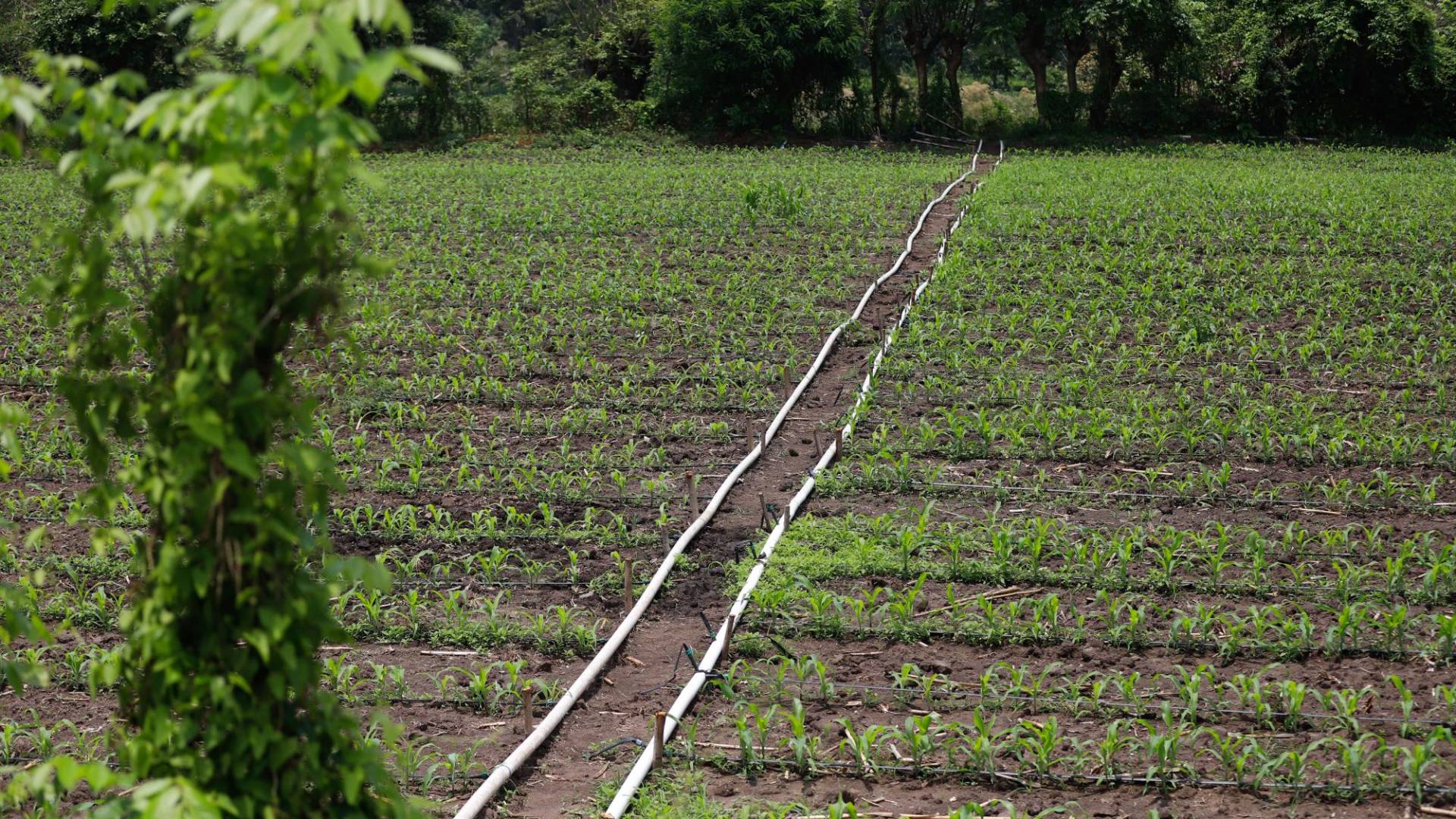 $!La diferencia entre una parcela sin riego y con riego es visible en Jamastrán, donde unos 800 agricultores fueron engañados por los dos últimos gobiernos.