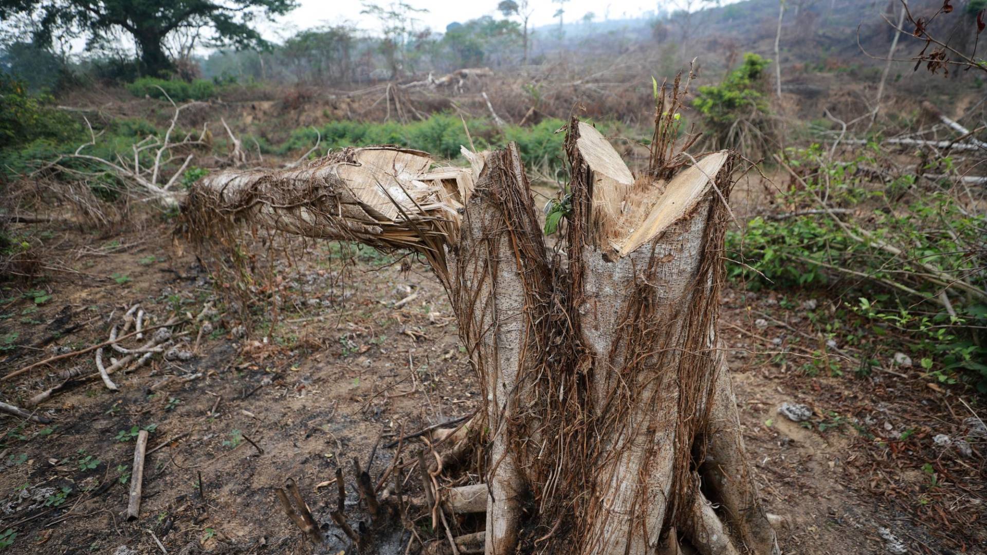 $!La Unidad Investigativa de EL HERALDO Plus evidenció en un recorrido en la zona núcleo de la Reserva de la Biósfera del Río Plátano que la situación es apocalíptica.