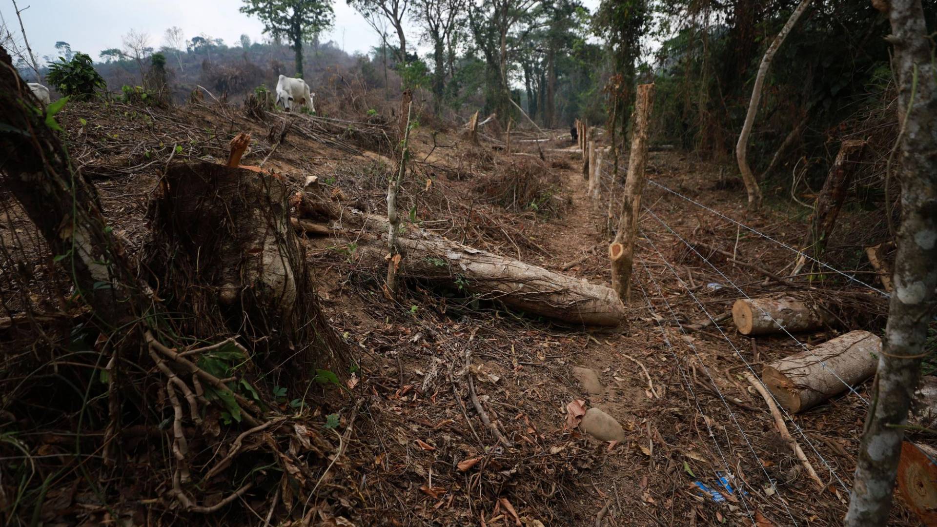 $!Los narco ganaderos realizan un trabajo destructivo en la Reserva de la Biosfera del Río Plátano ocasionando una severa deforestación