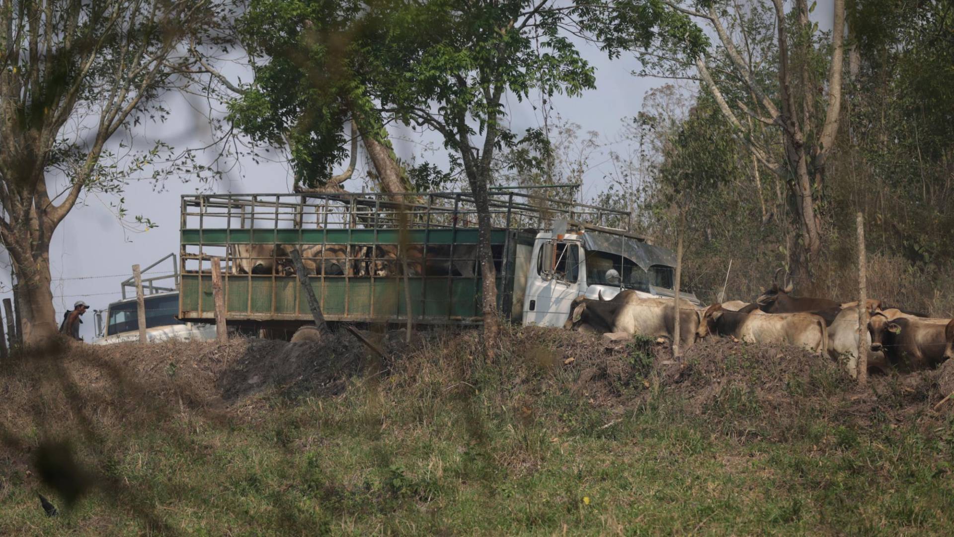 $!Es común encontrar montañas enteras cercadas o convertidas en fincas en la Biósfera del Río Plátano. La frontera ganadera se expande sin que el gobierno pueda frenarla.