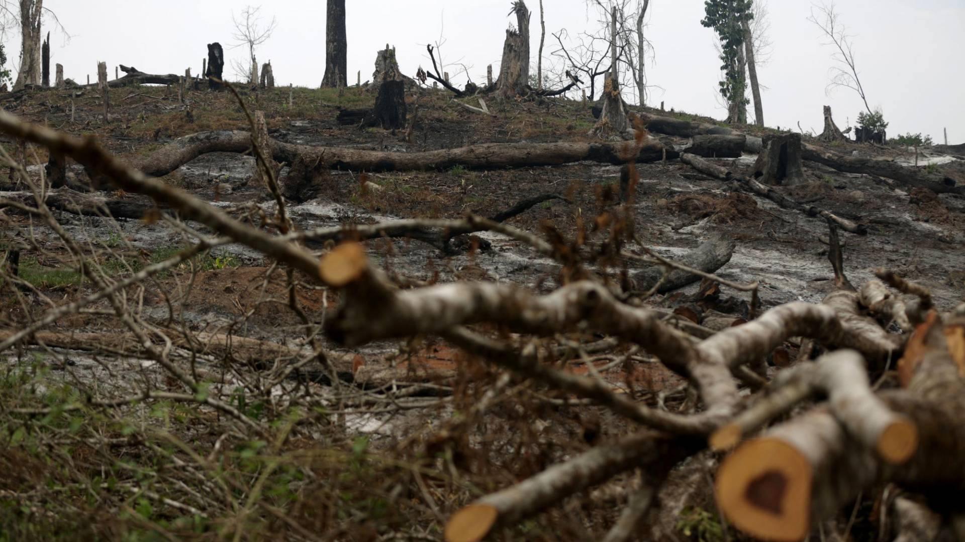 $!La Unidad Investigativa de EL HERALDO Plus llegó a la zona núcleo de la Reserva de la Biósfera del Río Plátano para evidenciar la terrible deforestación