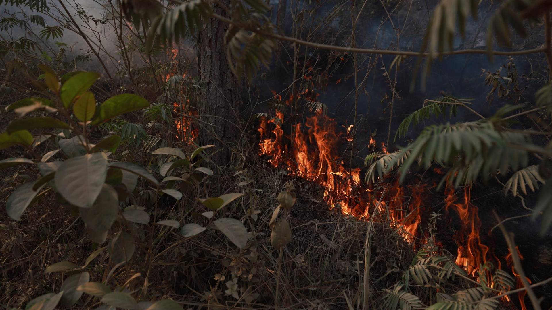 $!Sin ningún tipo de conciencia, las personas prenden fuego a la selva virgen de la Biósfera del Río Plátano.