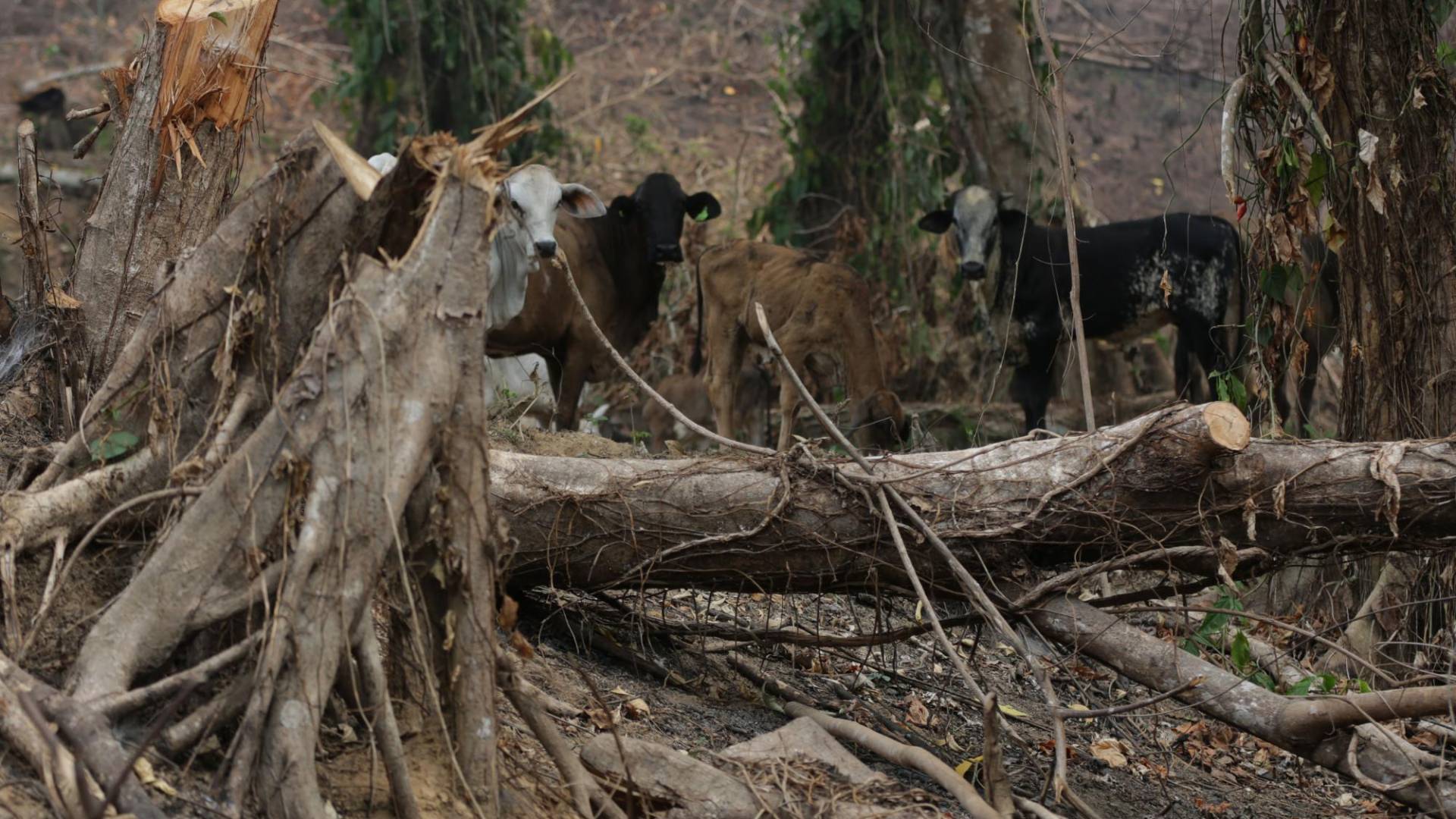 $!La desesperación por alimentar a miles de cabeza de ganado hace que los ganaderos conviertan la selva virgen en inmensos potreros.