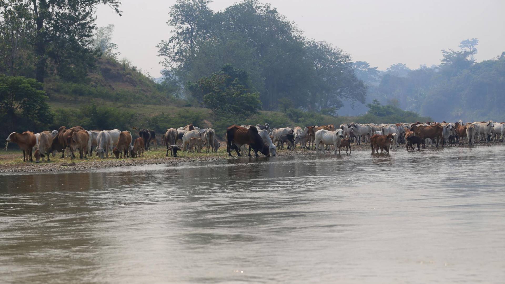 $!A la ganadería se le atribuye el daño en la cuenca del río Coco o Segovia, aunque el acaparamiento de tierras por parte del narco es la verdadera razón