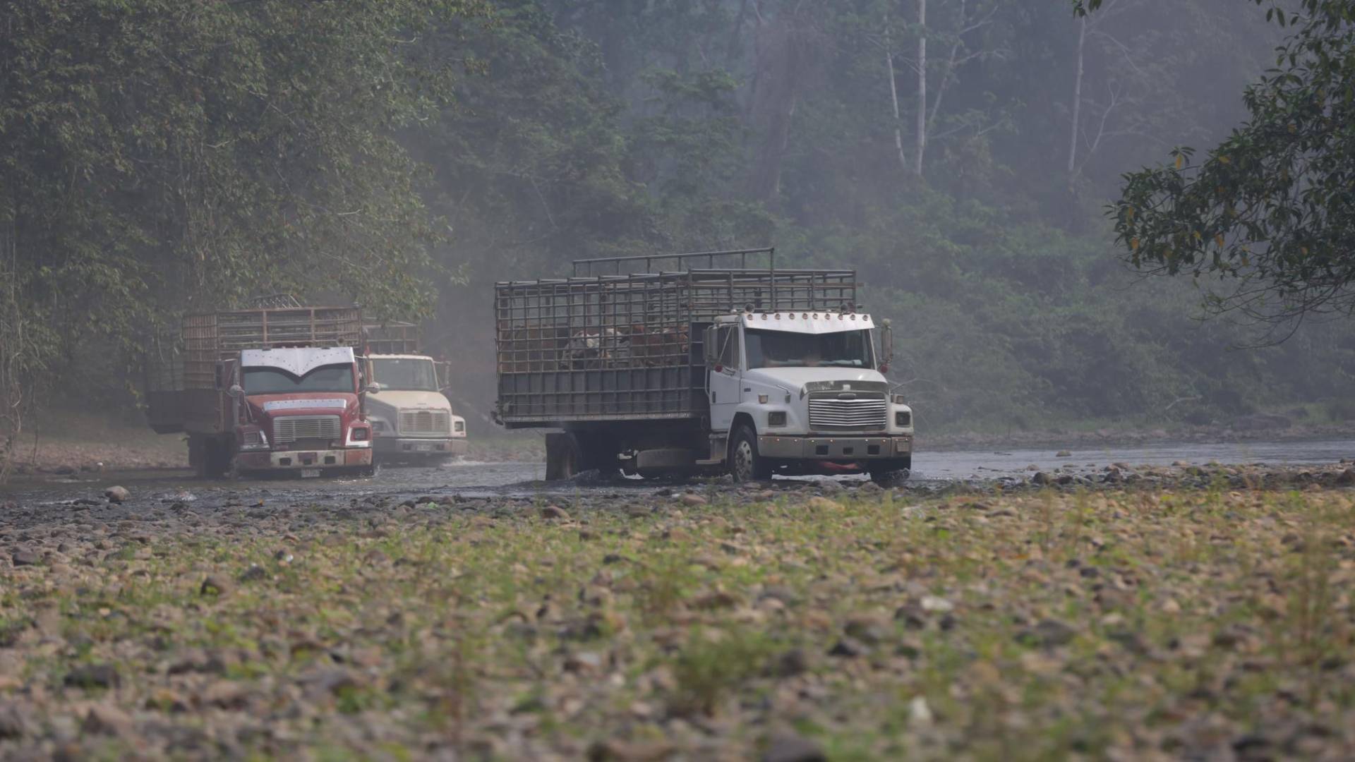 $!Decenas de camiones cargados de ganado se internan a la Mosquitia por las diferentes narcocarreteras disponibles.