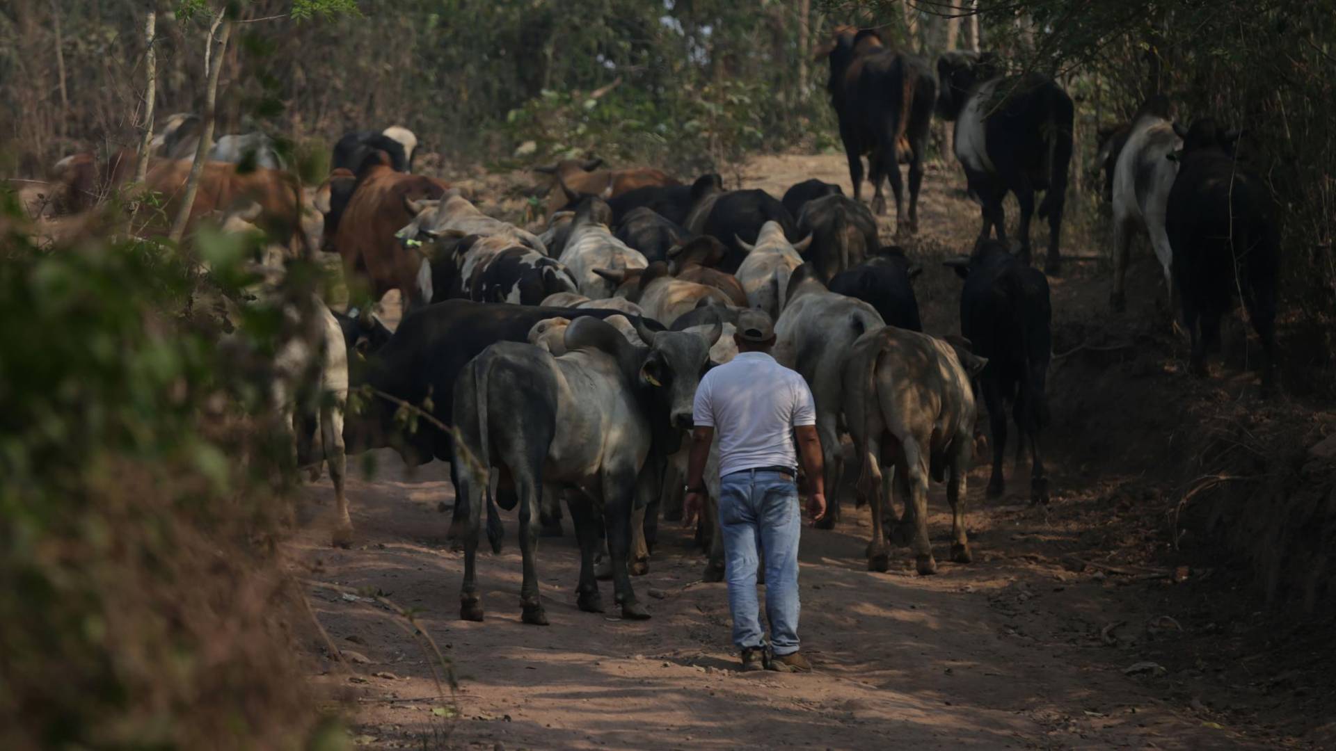 $!Miles de cabezas de ganado invanden la zona núcleo de la Reserva de la Biósfera del Río Plátano. La frontera ganadera se expande cada año.