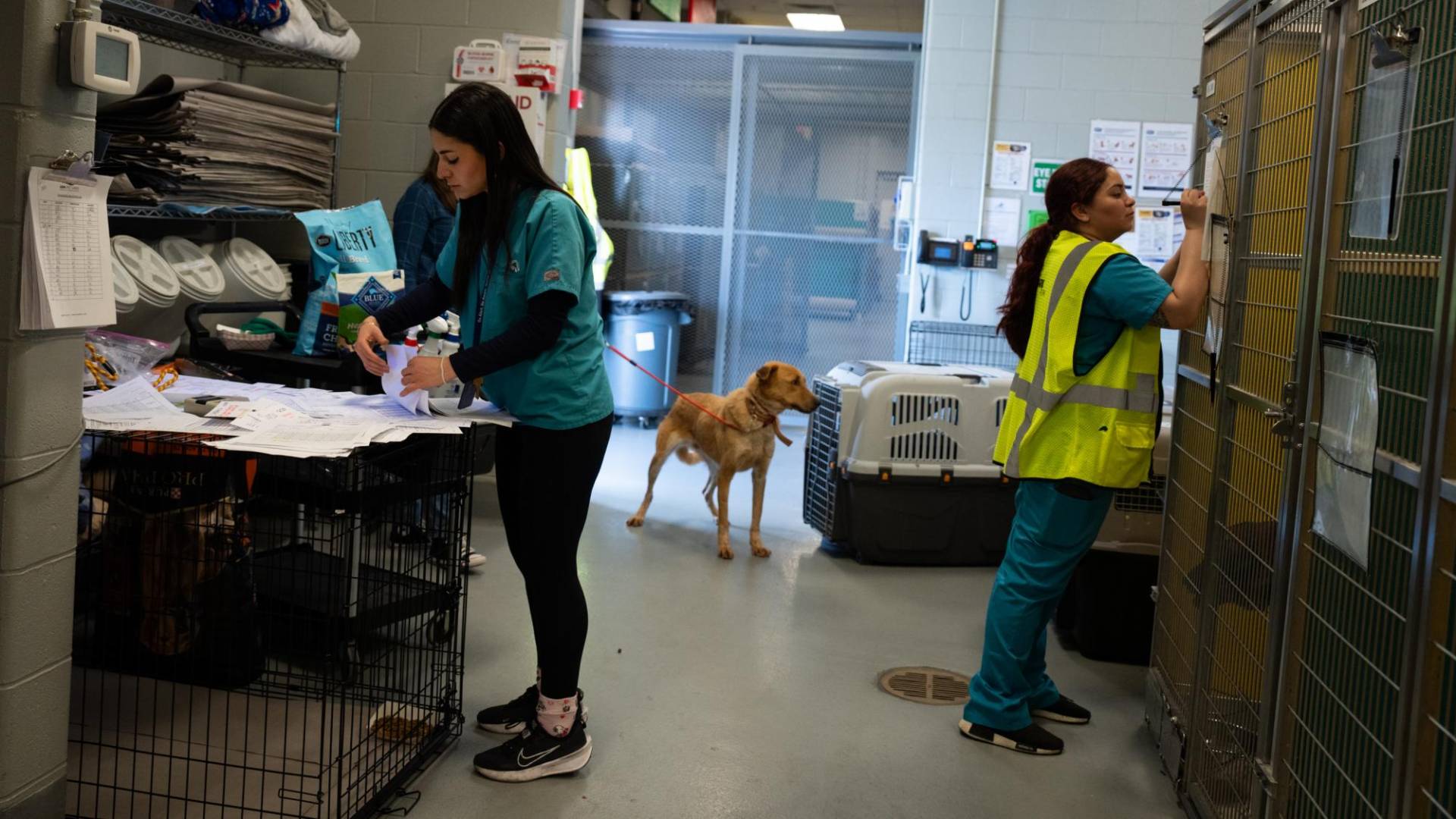 $!Los trabajadores del “oasis de mascotas” de ARK, recientemente cuidaron a 69 perros de Cisjordania.