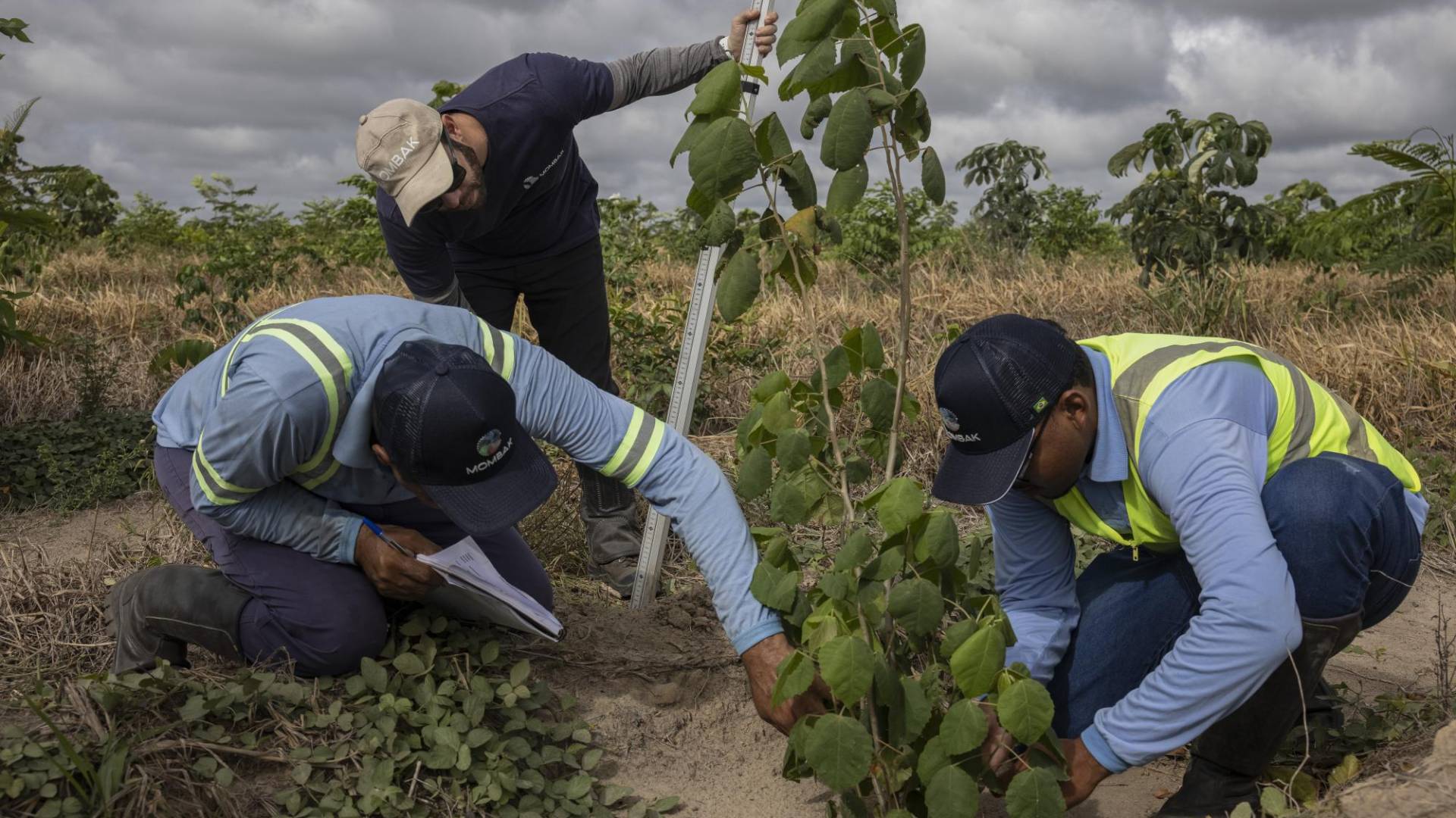 $!Trabajadores de restauración forestal inspeccionan plántulas en un proyecto de Mombak en Mãe do Rio, Brasil.