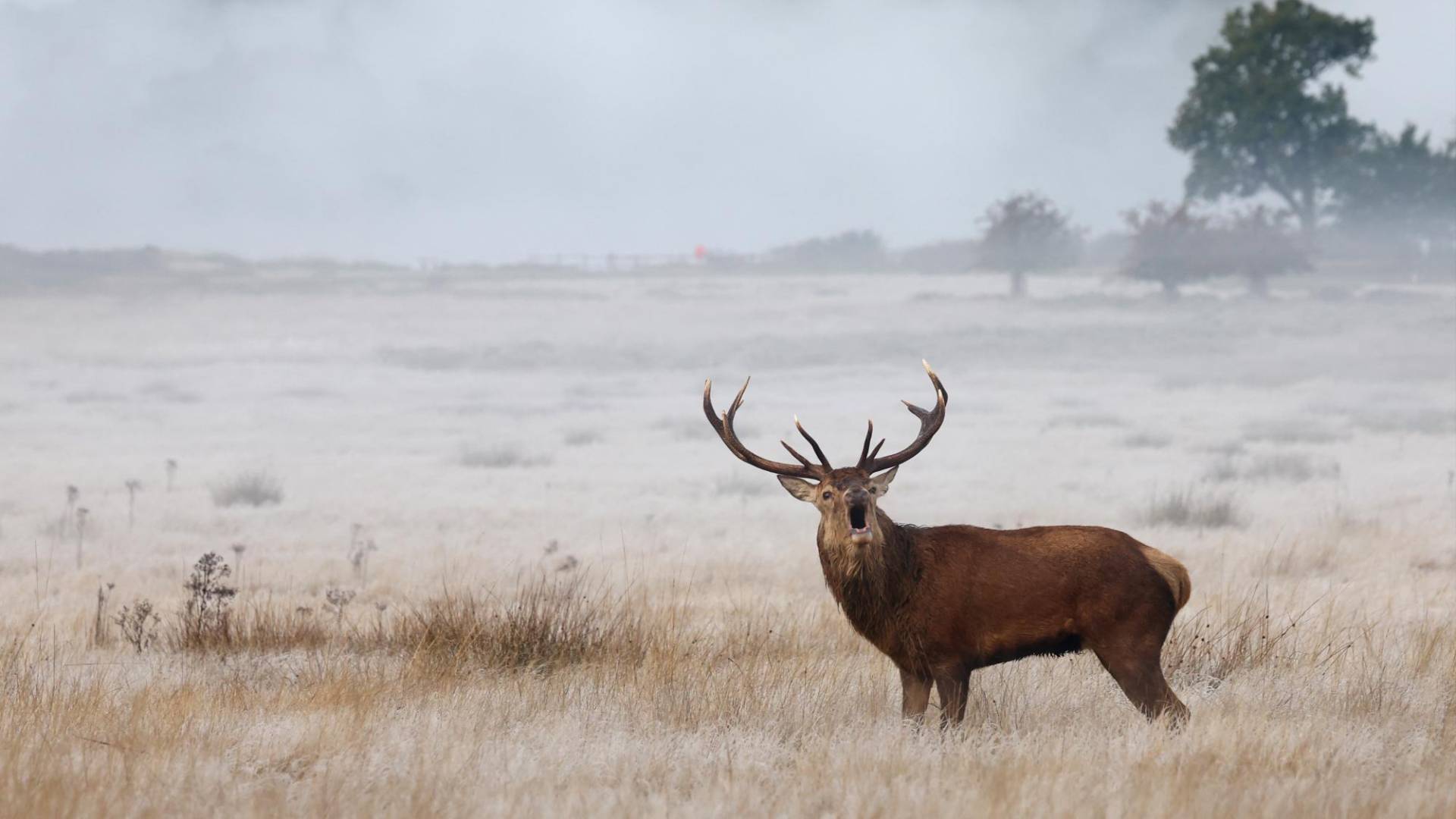 $!Al aumentar sus poblaciones, los venados viven más cerca de los humanos, requiriendo mayor vigilancia de los animales.