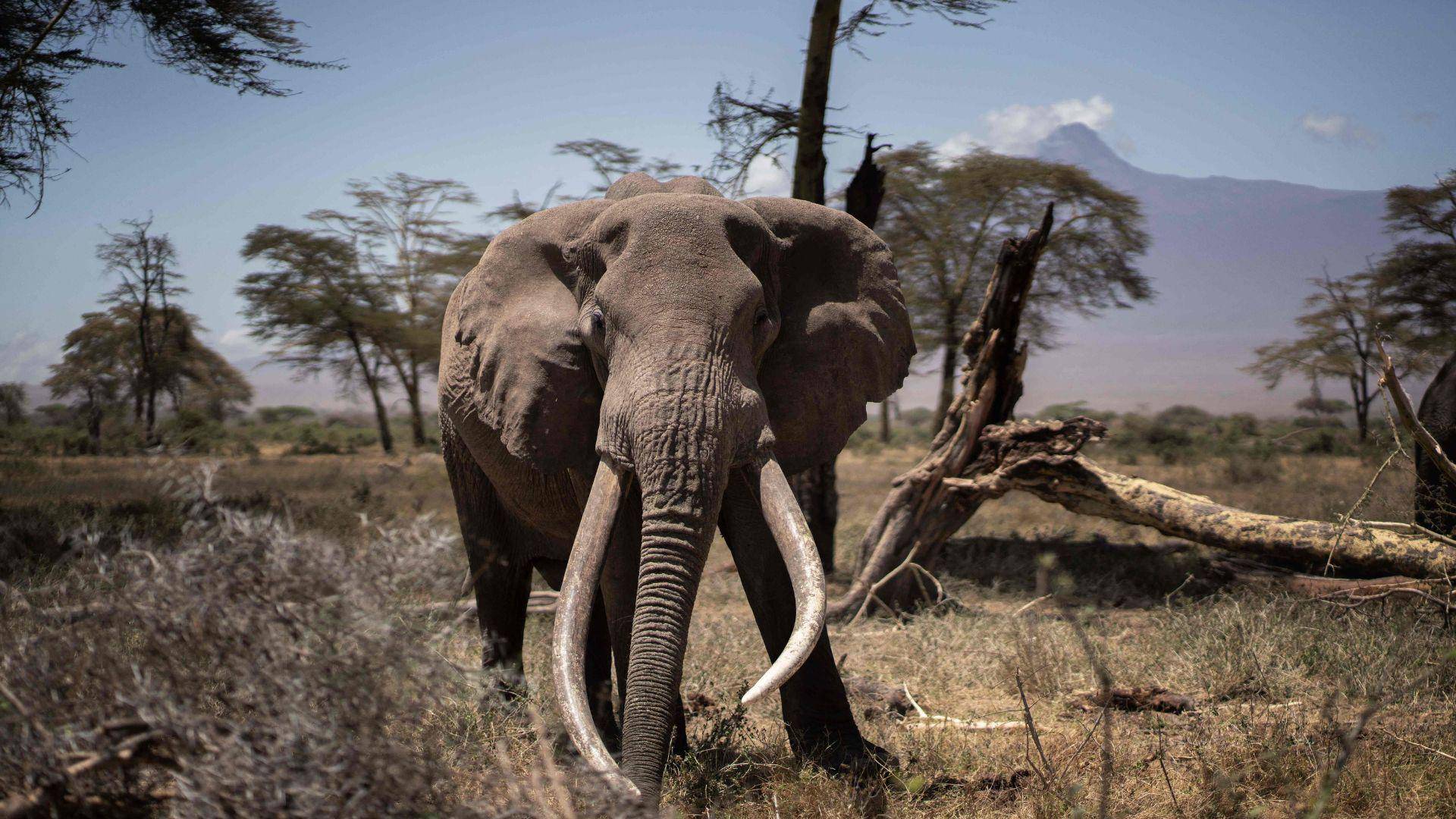 $!Un elefante macho afuera del Parque Nacional Amboseli en Kenia, que prohíbe la caza. Tanzania es más laxa.