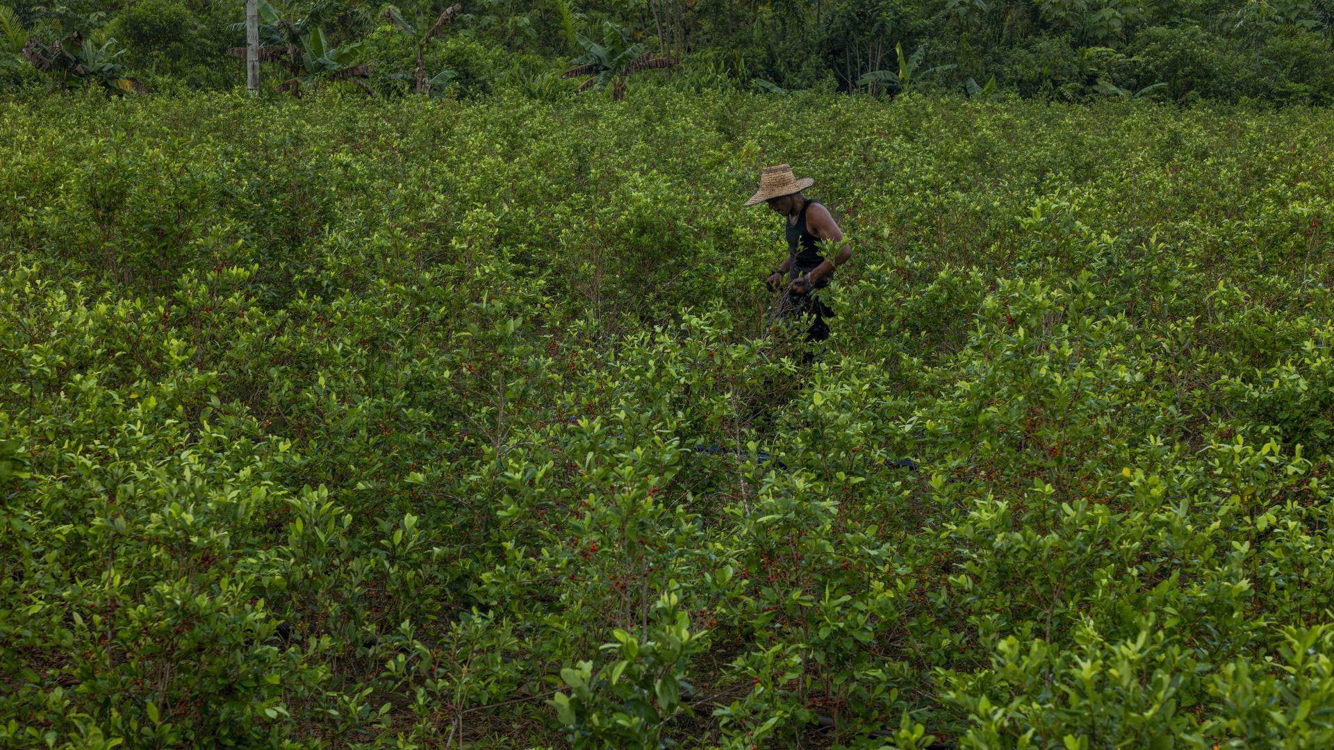 $!Narcotraficantes han dejado de ir a Caño Cabra, Colombia, por pasta de coca, elaborada al cosechar hojas de coca.