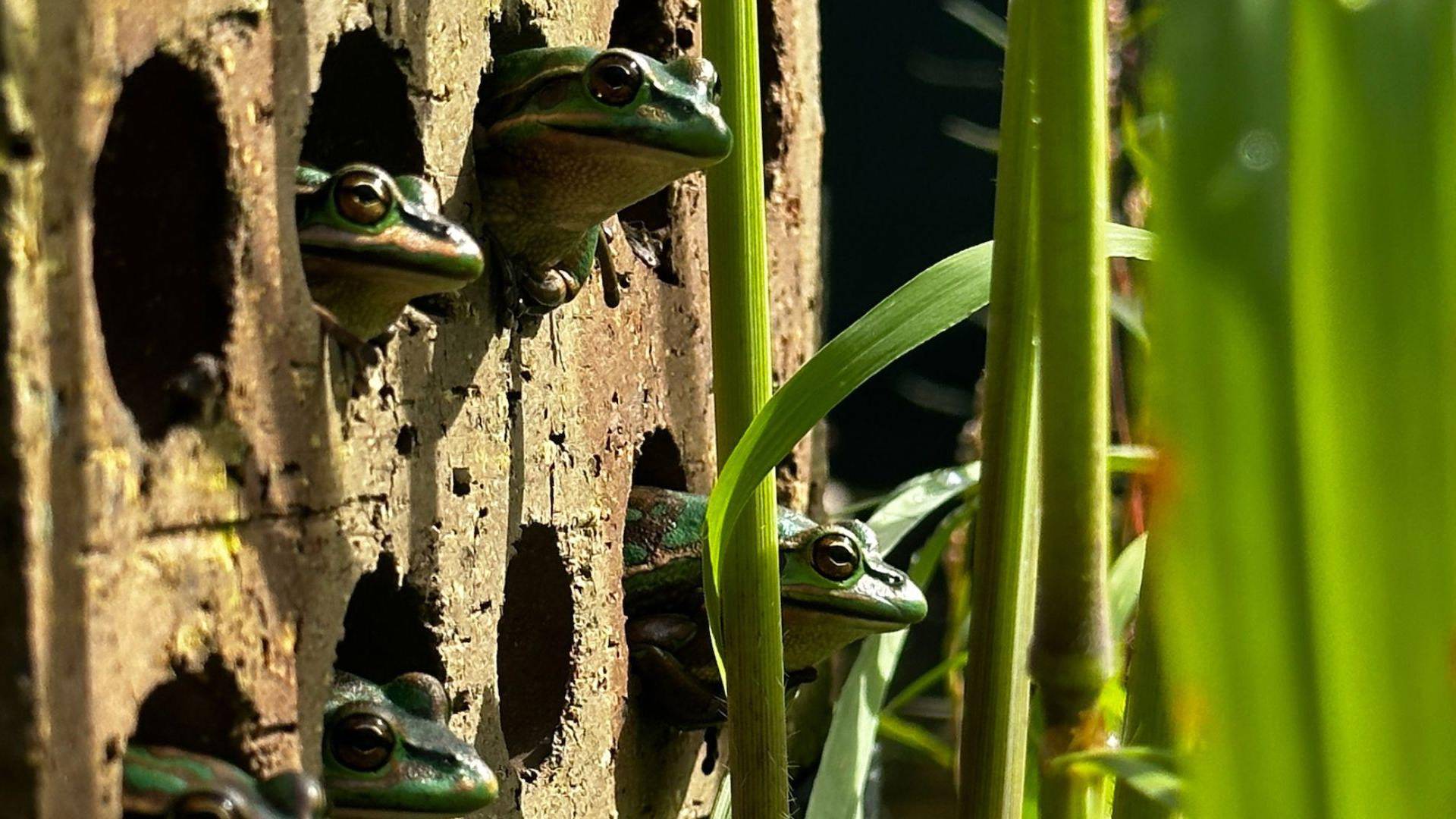 $!Las ranas con refugios de ladrillo calentados por el sol tenían menos probabilidades de portar un hongo peligroso.