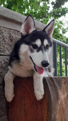 FOTOS: Huskylandia Hn, el club que une a los adorables peludos y sus dueños