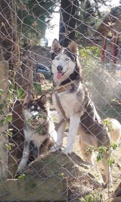 FOTOS: Huskylandia Hn, el club que une a los adorables peludos y sus dueños