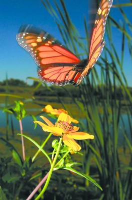 Jardín de mariposas en el paraíso terrenal