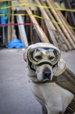 Frida, la heroína que ladra y no usa casco tras sismo en México