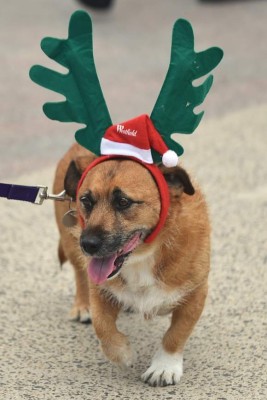 Fotos curiosas que dejó Navidad alrededor del mundo